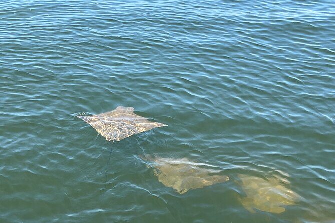 2 HR Dolphin Tour for 7 people - Pricing and Value Analysis
