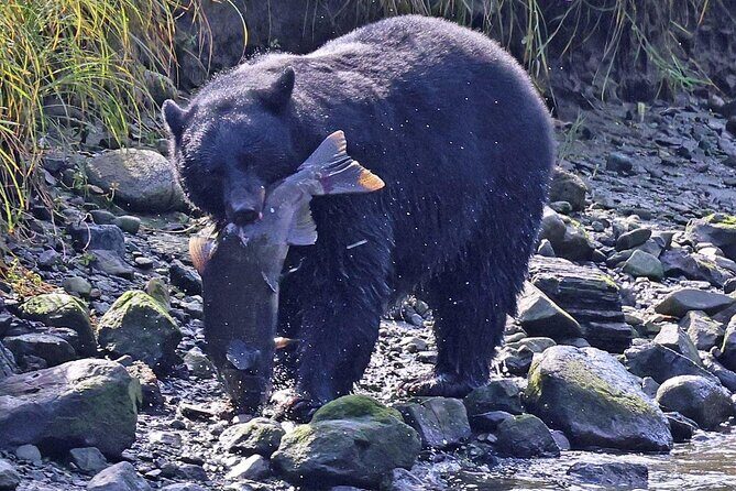 2 hr Private Custom Tour of Ketchikan (4 people) Wildlife + More - Key Points
