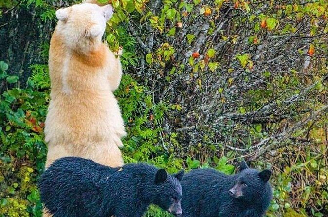 2 hr Private Custom Tour of Ketchikan (4 people) Wildlife + More - Analyzing the Value and Price