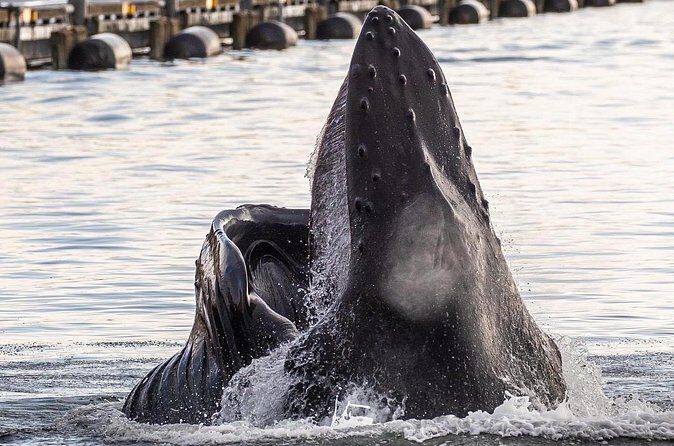 2 hr Private Custom Tour of Ketchikan (4 people) Wildlife + More - Who Would Benefit Most?