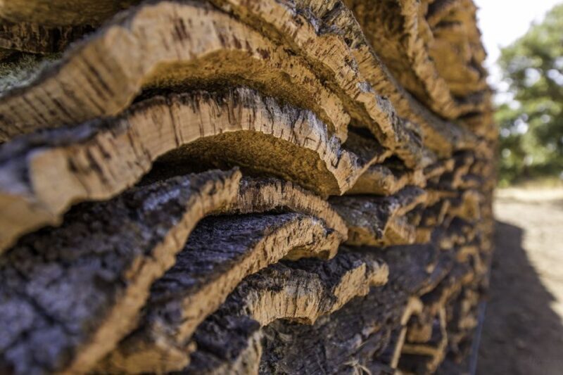 2 hr Walk in the Cork Forest - Price and Value