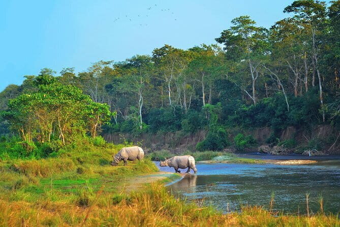 2 Night 3 Day Chitwan Jungle Safari Tour from Pokhara - Key Points