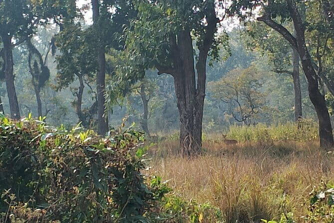 2 Night 3 Days Chitwan Jungle Safari Tour from Kathmandu - An Overview of the 3-Day Chitwan Jungle Safari