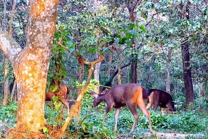 2 Night 3 Days Chitwan Jungle Safari Tour from Kathmandu - Day 2: The Heart of the Jungle