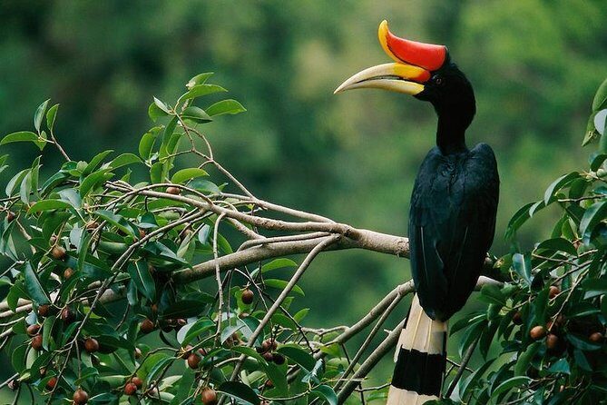2-Night Danum Valley Borneo Rainforest Lodge Hiking and Wildlife Adventure - Exploring the 2-Night Danum Valley Borneo Rainforest Lodge Hiking and Wildlife Adventure