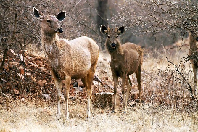 2-Night Private Ranthambore National Park and Wildlife Tour from Delhi - An In-Depth Look at the Ranthambore Experience