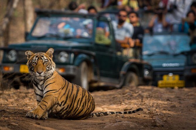2-Night Private Ranthambore National Park and Wildlife Tour from Delhi - FAQ