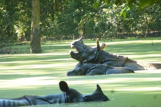2 Nights 3 Days Chitwan National Park Package with Jeep Safari - Why Consider This Chitwan Tour?