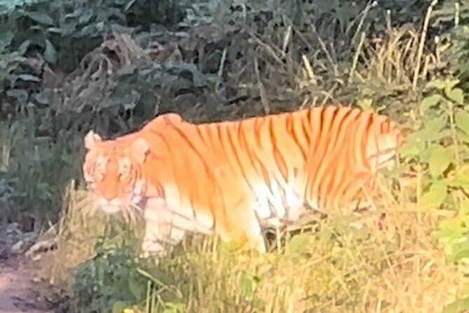 2 Nights 3 Days Chitwan National Park Package with Jeep Safari - What Travelers Will Love About This Tour