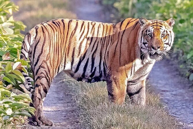 2 Nights 3 Days Chitwan National Park Package with Jeep Safari - Considerations and Potential Drawbacks