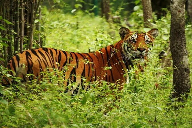 2 Nights 3 Days Chitwan National Park Package with Jeep Safari - Final Thoughts