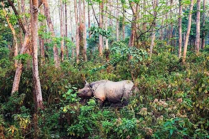 2 Nights Chitwan Luxury Tour from Kathmandu or Pokhara - Final Thoughts