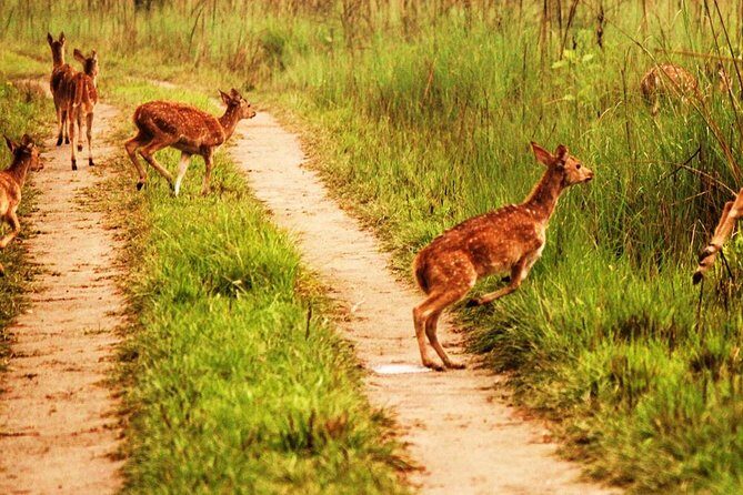 2 Nights Chitwan Luxury Tour from Kathmandu or Pokhara - FAQ