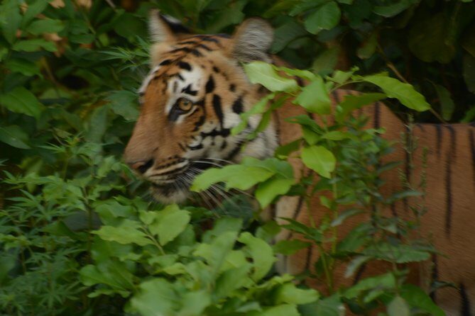 2 Nights Stay at Dhikala Zone in Jim Corbett National Park - Key Points