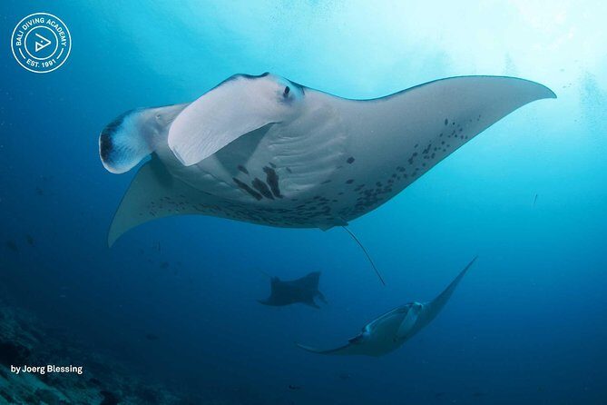 2 or 3 dives in Nusa Lembongan and Penida, for certified diver (in Lembongan) - A Deep Dive into the Bali Diving Academy Lembongan Experience