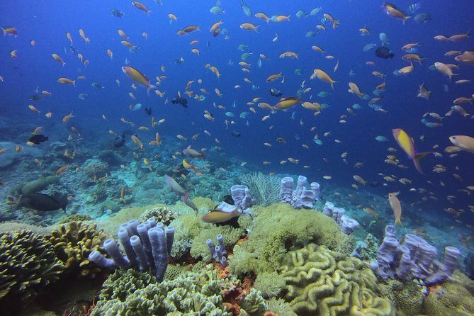 2 or 3 dives in Nusa Lembongan and Penida, for certified diver (in Lembongan) - Who This Tour Is Best For
