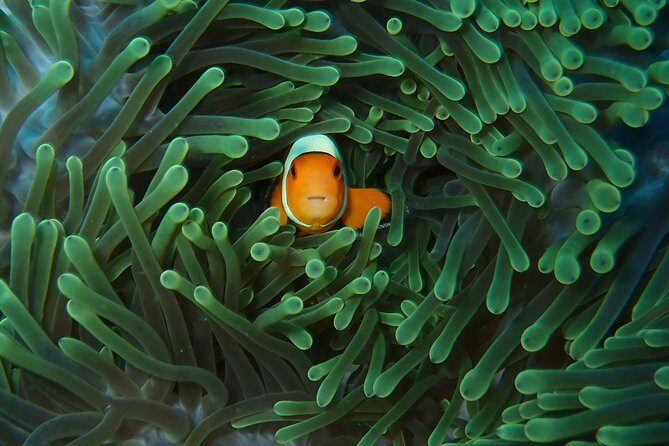 2 or 3 dives in Nusa Lembongan and Penida, for certified diver (in Lembongan) - FAQ