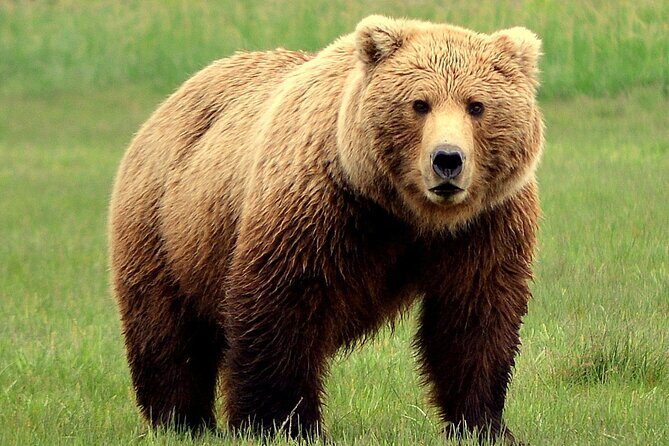 2 Park Bear Viewing Adventure to Katmai and Lake Clark NP - An In-Depth Look at the Tour Experience