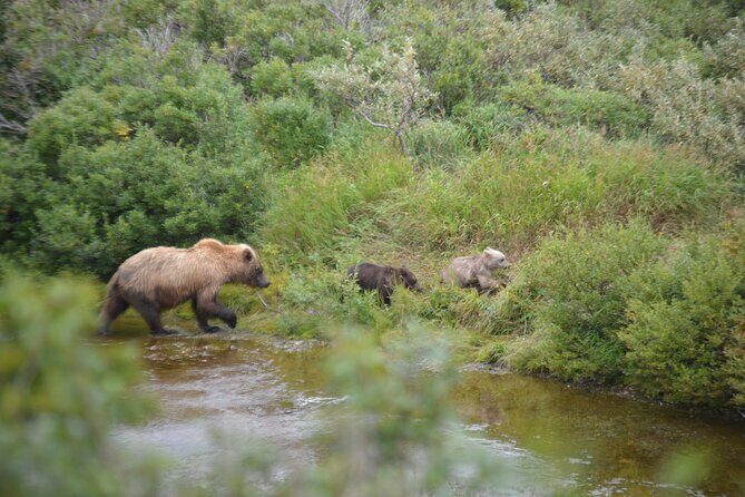 2 Park Bear Viewing Adventure to Katmai and Lake Clark NP - The Sum Up