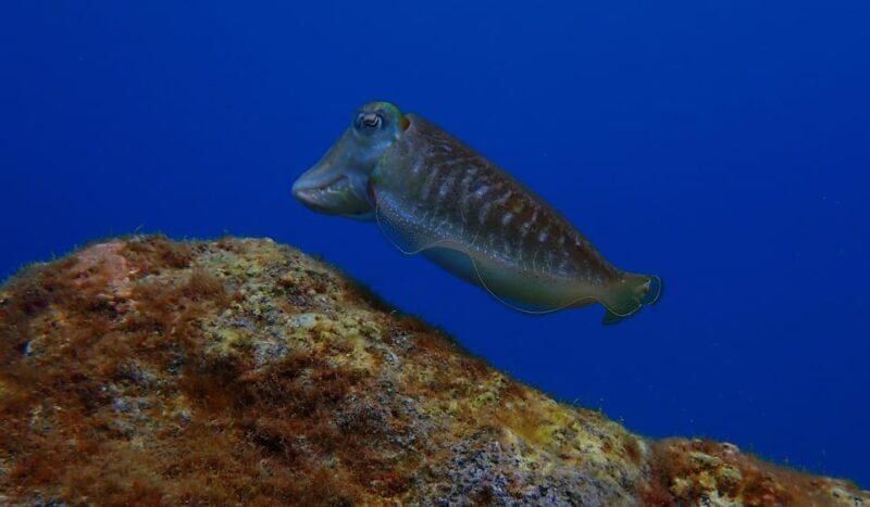 2 PRIVATE GUIDED DIVES - Final Thoughts: Who Is This Tour Best For?