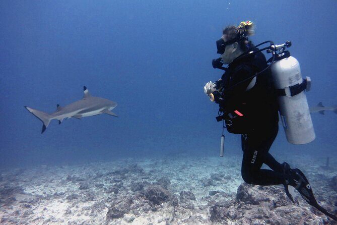 2 Tank (1 Day) Guided Diving for Certified Divers - Denarau Marina - An In-Depth Look at the Fiji Dive Experience