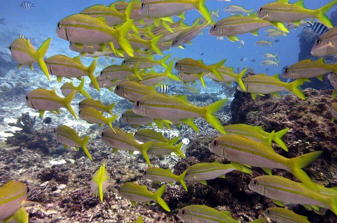 2 Tank (1 Day) Guided Diving for Certified Divers - Denarau Marina - Frequently Asked Questions