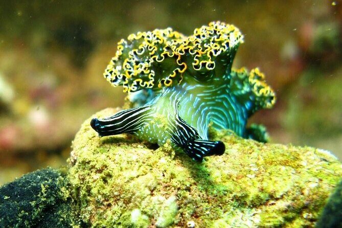 2 Tank Boat Dives for Certified Divers - The Sum Up