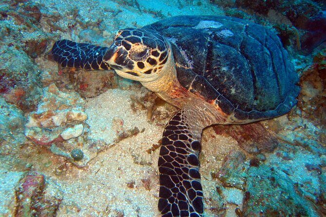 2 Tank Boat Dives for Certified Divers - Frequently Asked Questions