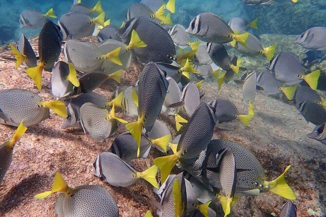 2 Tank Combo Cabo Reserve & Corridor, certified divers with MANTA - A Closer Look at the Itinerary