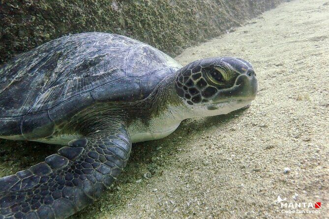 2 Tank Combo Cabo Reserve & Corridor, certified divers with MANTA - The Value of This Tour