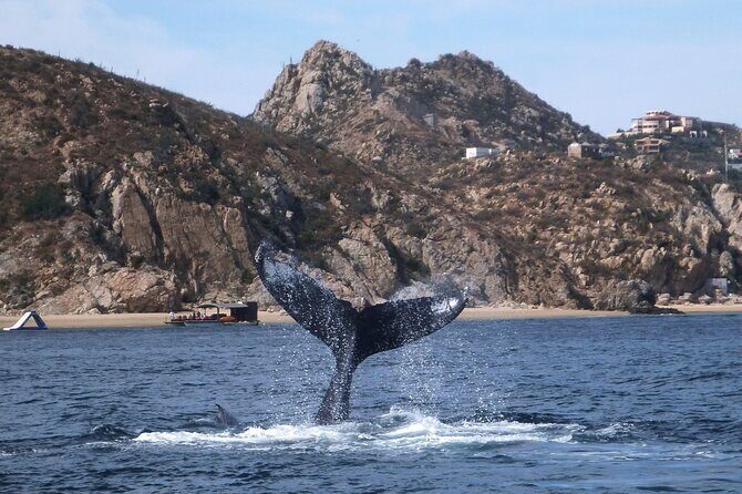2 Tank Combo Cabo Reserve & Corridor, certified divers with MANTA - Final Thoughts