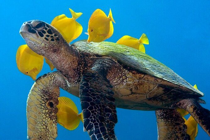 2-Tank Daytime Scuba Dive Boat Trip - Setting the Scene: What to Expect from the Trip