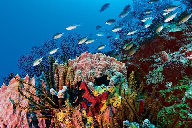 2 Tank Dive (for certified divers) - Real Experiences from Past Divers