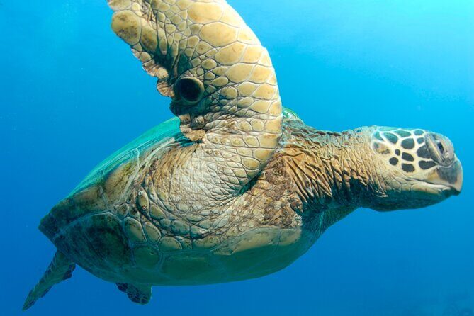 2-Tank Dive K2 Power Catamaran featuring the Molokini Crater - The Authentic Experience: Authenticity and Safety