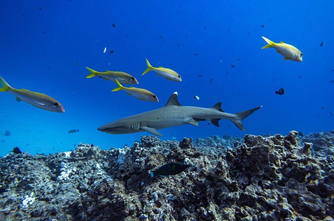 2-Tank Dive K2 Power Catamaran featuring the Molokini Crater - Who Should Consider This Tour?