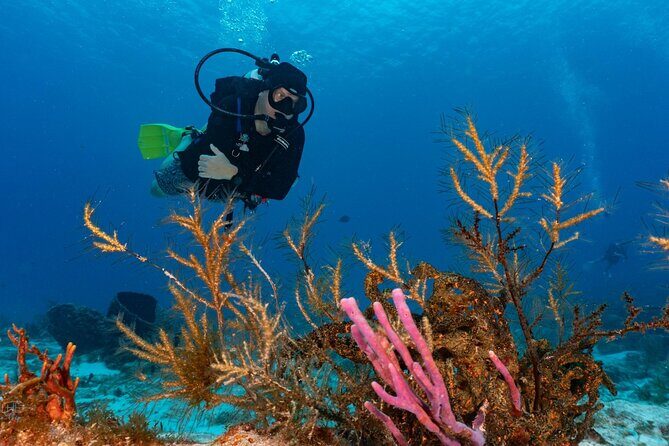 2 Tank Morning Dive: Scuba Diving in Cozumel - What We Loved Based on Reviews