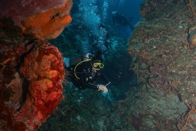 2 Tank Morning Dive: Scuba Diving in Cozumel - Who Is This Tour Best For?