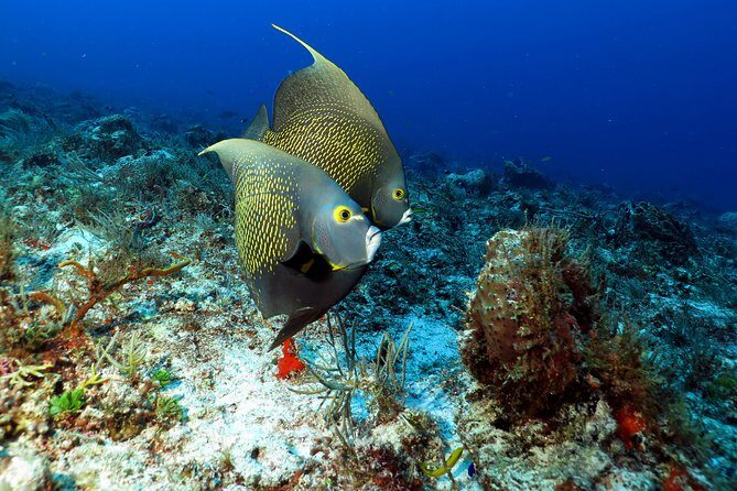 2-Tank Morning or Afternoon Dives in Playa del Carmen certified Divers Only - Key Points