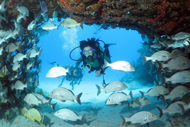 2-Tank Morning or Afternoon Dives in Playa del Carmen certified Divers Only - Why This Tour Stands Out