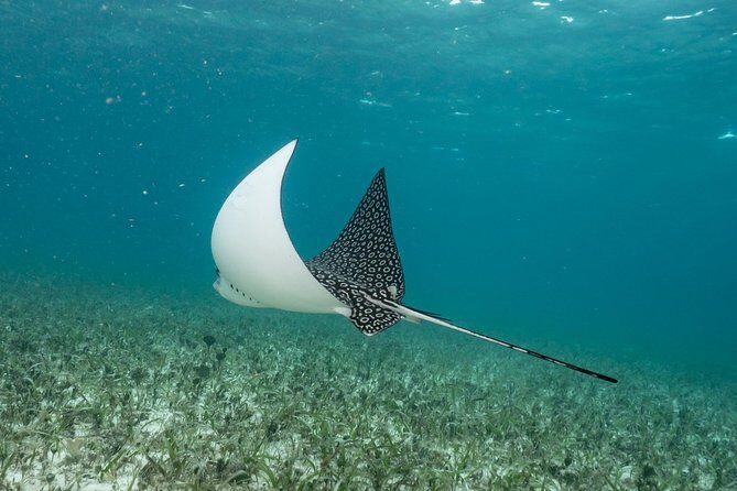 2-Tank Morning or Afternoon Dives in Playa del Carmen certified Divers Only - Who Should Consider This Tour?