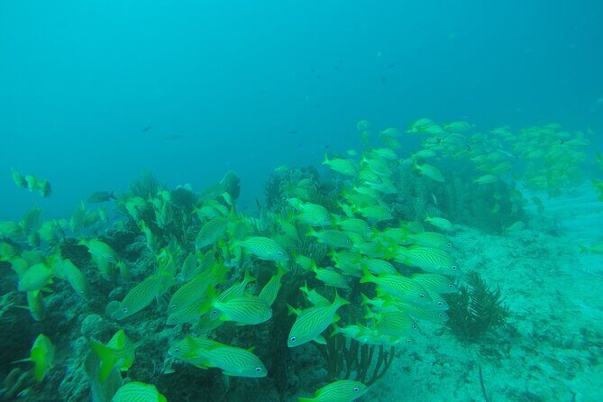2 Tank Reef Dive in Mexico - A Closer Look at the Experience