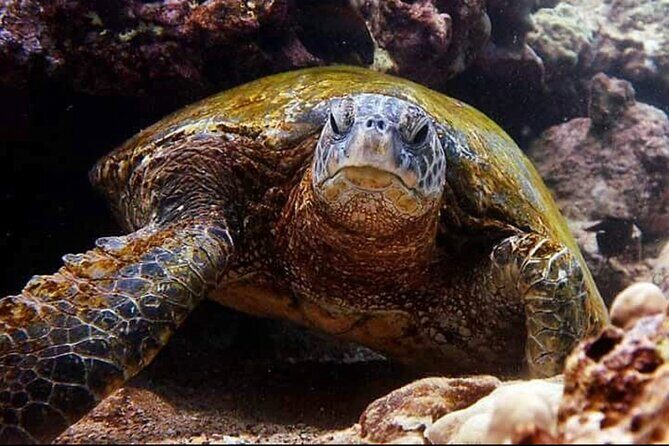 2 Tank Shore Dive at Sea Turtle Cove - FAQ