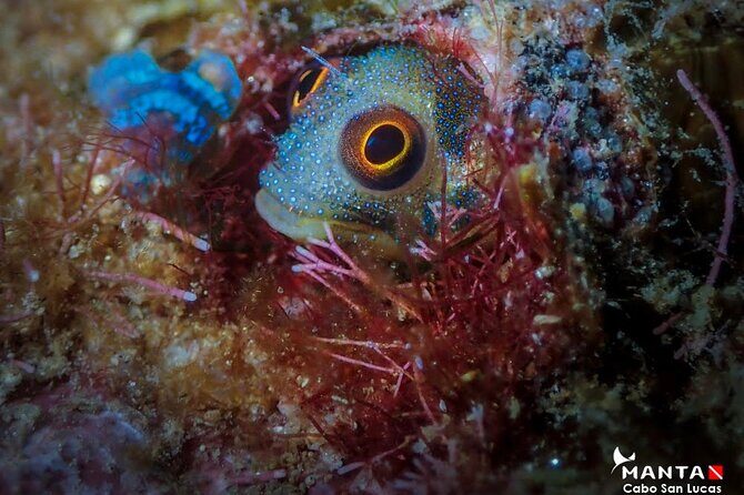 2 Tank Tour in Cabo San Lucas Reserve, Certified Divers with MANTA - The Sum Up