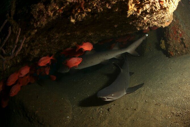 2 Tank Tour in Cabo San Lucas Reserve, Certified Divers with MANTA - Frequently Asked Questions