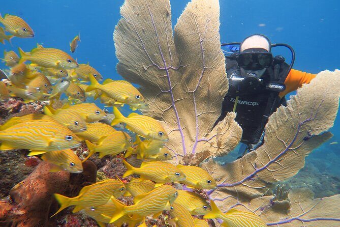 2 Tanks Dives Cancun Underwater Museum for Certified Divers - The Sum Up: Who Should Consider This Tour?