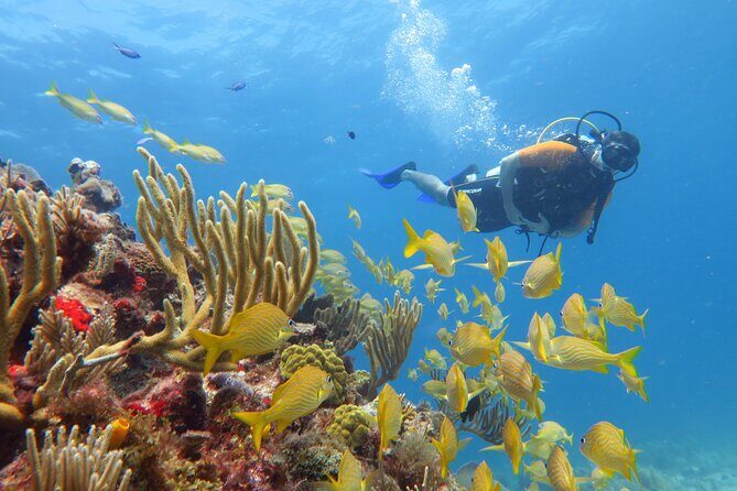 2 Tanks Dives Cancun Underwater Museum for Certified Divers - Frequently Asked Questions