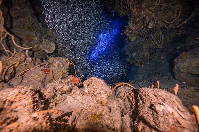 2 Tanks dives for Certified Divers in Cozumel - The Marine Environment: What You Might Expect