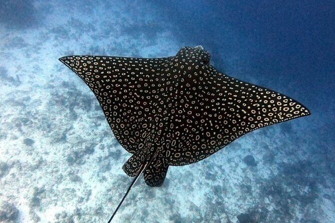 2 tanks for certified divers - The Itinerary: What to Expect from Start to Finish