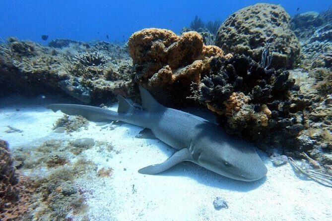 2 tanks for certified divers - The Sum Up: The Right Fit for Authentic Underwater Experiences