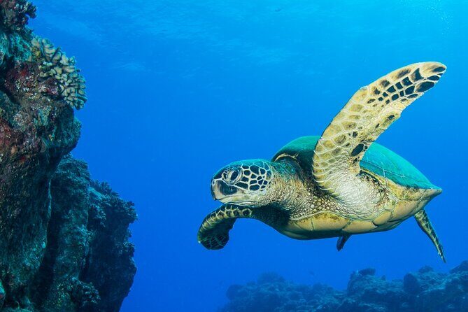 2 Tanks Scuba Dive Kaua'i from a Boat - An In-Depth Look at What To Expect on This Kauai Dive Tour